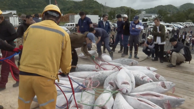 30 Tonnen Gelbflossenthun wurden im Hafen von Kagoshima entladen