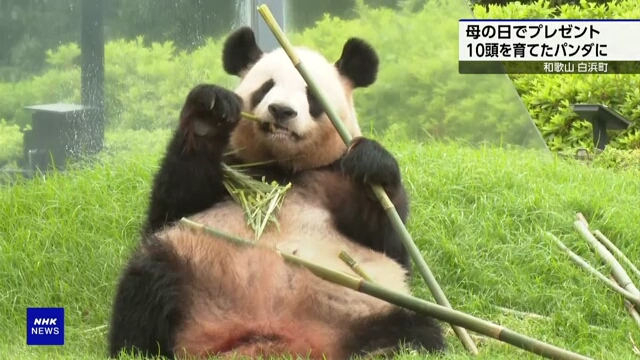 Der Große Panda im Westen Japans genießt am Muttertag besondere Leckereien