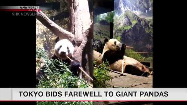 Fans strömen in den Ueno-Zoo, während zwei Riesenpandas nach China zurückkehren