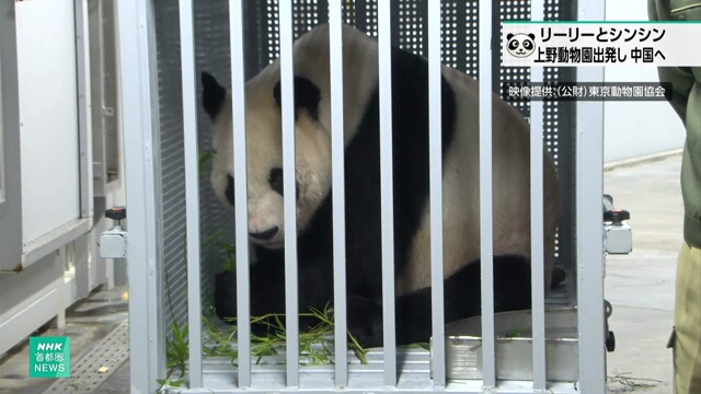 Ein Paar Riesenpandas reist im Zoo von Tokio nach China ab