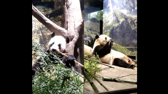 Video veröffentlicht, das die Ankunft von Pandas aus dem Ueno-Zoo in Tokio in China zeigt