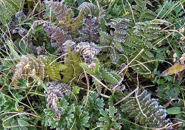 Erster Frost der Saison am Gipfel Daecheongbong im Berg Seoraksan beobachtet