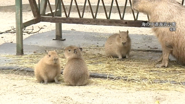 Baby-Wasserschwein-Drillinge bezaubern Besucher in Fukuoka im Westen Japans