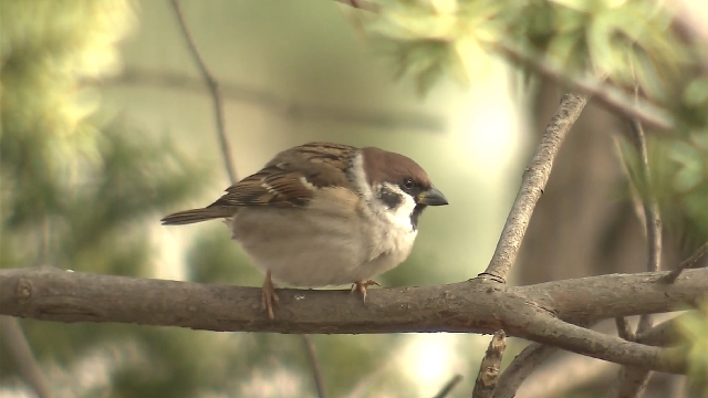 Populationen von 16 Vogelarten, die in japanischen Wäldern leben, sind rückläufig