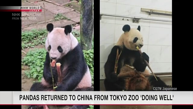 Laut Tierpfleger sind Pandas aus dem Ueno-Zoo in Tokio nach China zurückgekehrt und haben sich wohl gefühlt