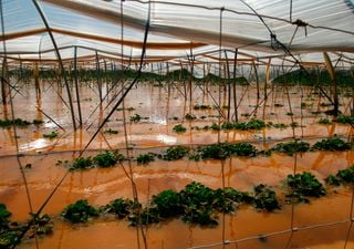 Regenflut auf Mallorca: Die Insel im Wasserchaos wird zum Paradies im Ausnahmezustand!