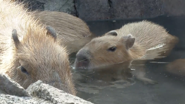 Touristen genießen Wasserschweine beim Baden im Shizuoka-Zoo