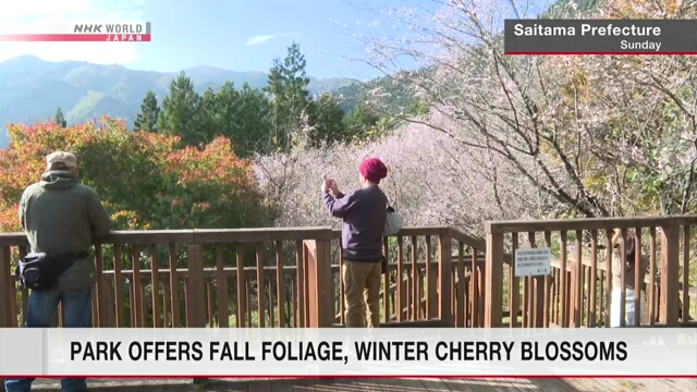 Herbstlaub und Winterkirschblüten in Saitama von ihrer schönsten Seite