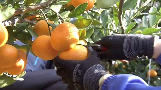 Bauern in Ehime, Westjapan, ernten die ersten Mandarinen seit der Katastrophe von 2018