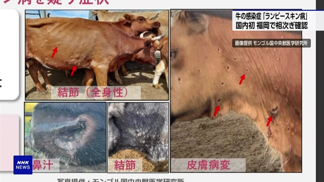 In Japan wurde zum ersten Mal eine Lumpy-Skin-Krankheit bei Milchkühen festgestellt