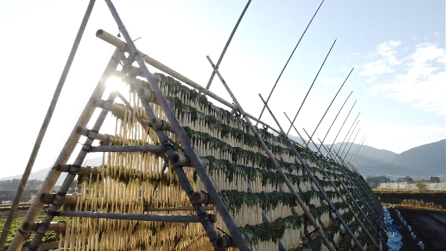 Das Trocknen des Rettichs „Daikon-yagura“ beginnt in der japanischen Stadt Miyazaki