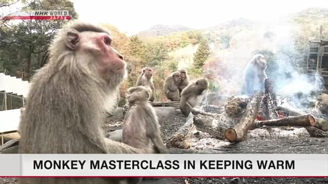 Affen wärmen sich am Lagerfeuer im Zoo in Zentraljapan