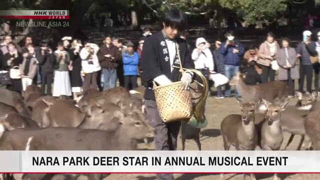 Hirsche im Nara-Park sind der Star der jährlichen Musikveranstaltung