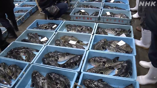 Erste Kugelfisch-Auktion des Jahres in Shimonoseki, Westjapan